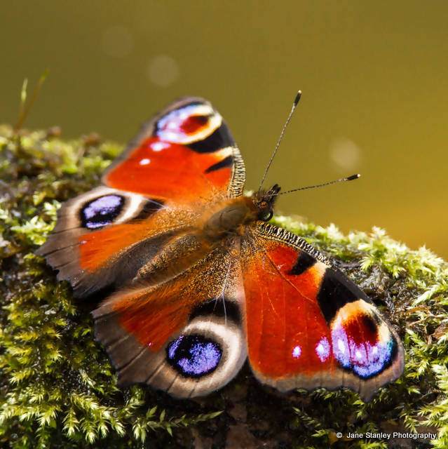 Peacock Butterfly Cushion