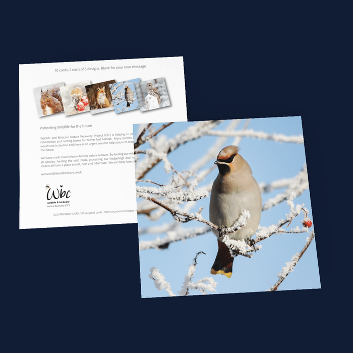 Christmas Wildlife Pack of 10 Cards