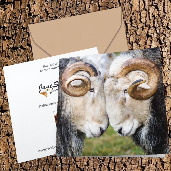 Head butting Herdwick rams Greeting Card