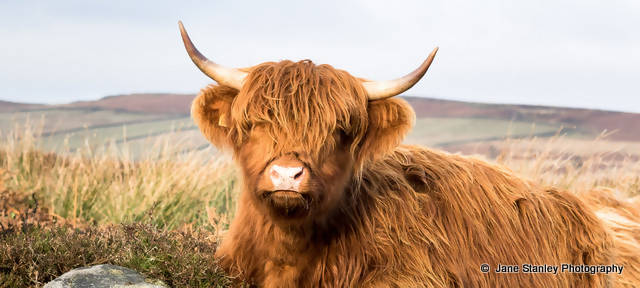 Highland Calf Mug