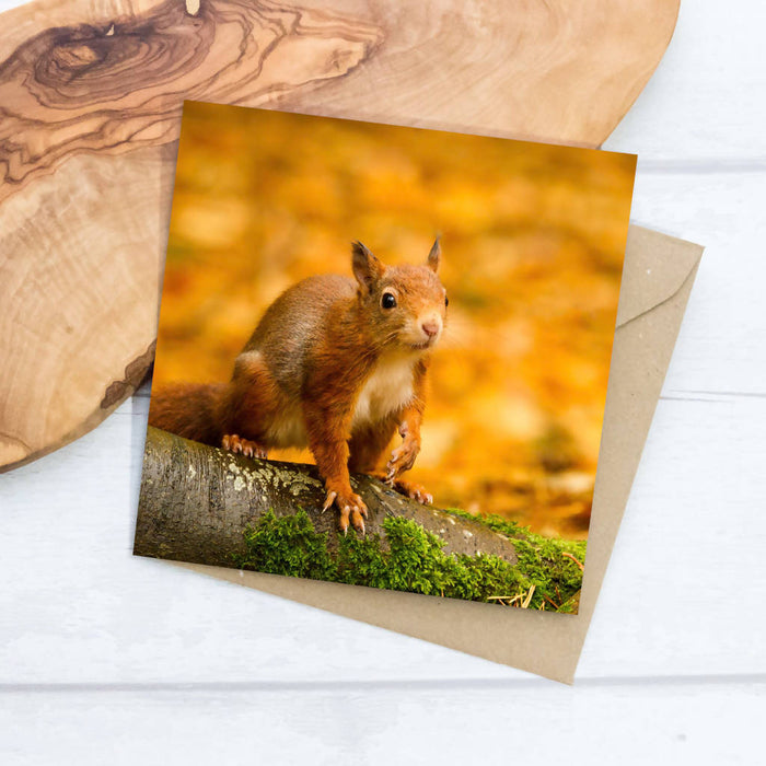 Red Squirrel in Autumn Woodland Greeting Card